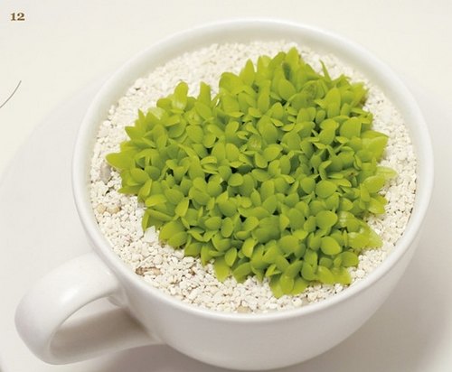 火龙果DIY盆景教程