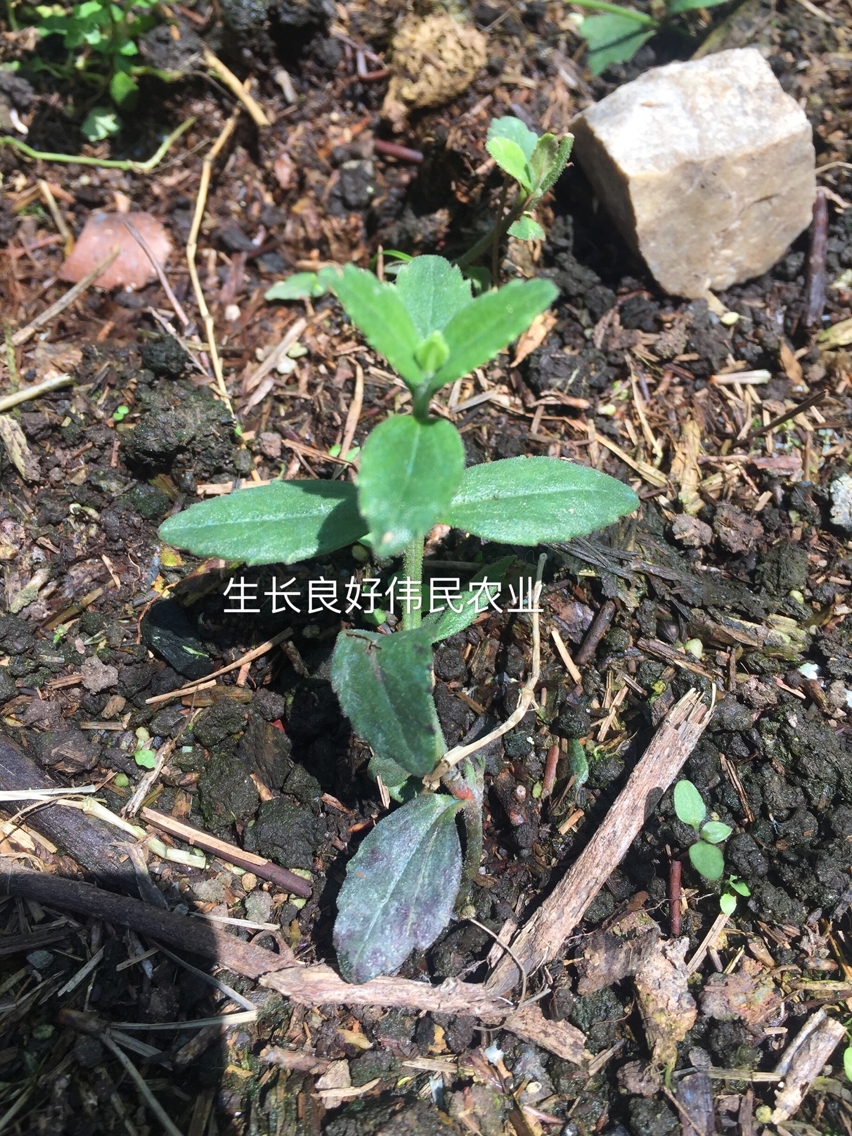 红根野蚕豆化血丹小红根种子种苗供应带下山原土成活率高贵州