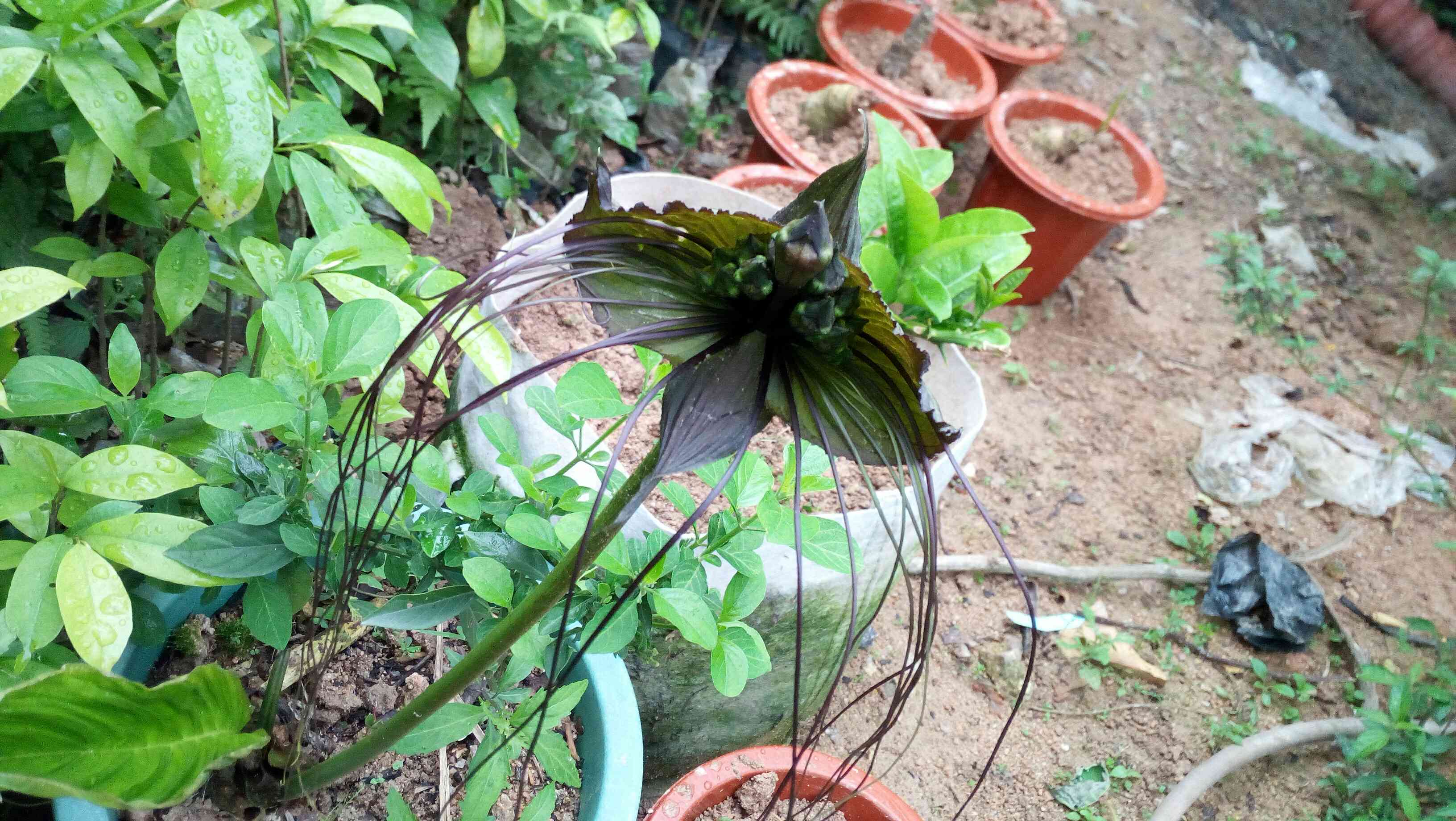 奇异植物-老虎须/魔鬼花/招财猫绿植盆栽 刚开始长叶 大苗