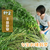 包邮 月经不调 益母草干17年新货神农架纯野生益母草茶中药材500克