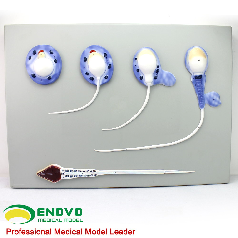 正品[精子]精子和卵子结合视频评测 女上位图片