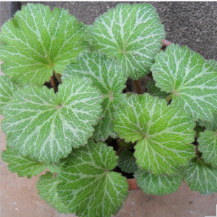 虎耳草 盆栽金钱吊芙蓉 金丝荷叶草 可入药 中药 中耳炎阳台盆栽