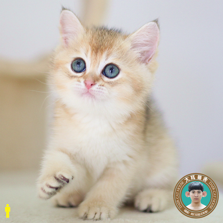 大耳猫舍|全国包邮 英短蓝金渐层猫咪活体宠物猫幼猫小猫纯种猫