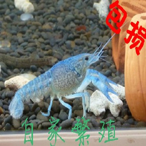 观赏虾蓝鳌虾佛兰蓝色鳌虾小虾谈水虾活体包