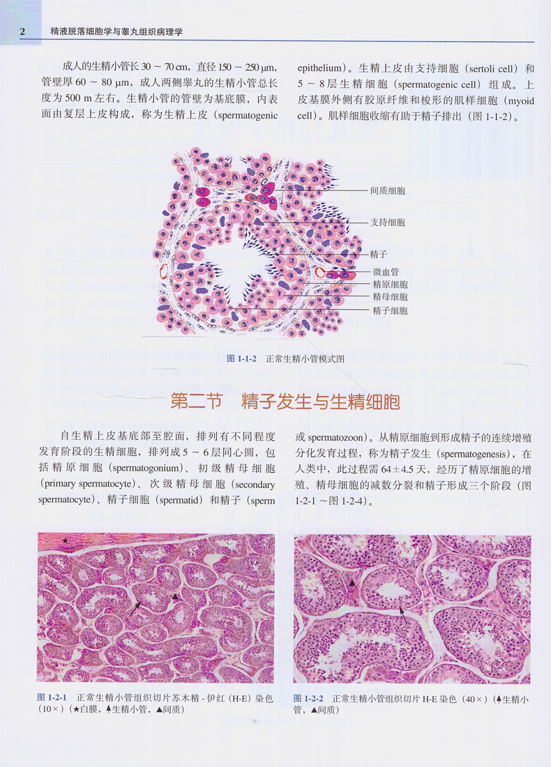 精液脱落细胞学与睾丸组织病理学(第2版)