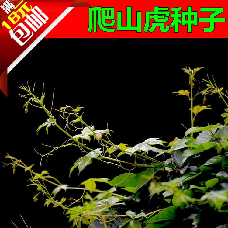 爬山虎种子爬墙虎捆石龙三叶地锦趴山虎巴山虎种子四季可播花草籽