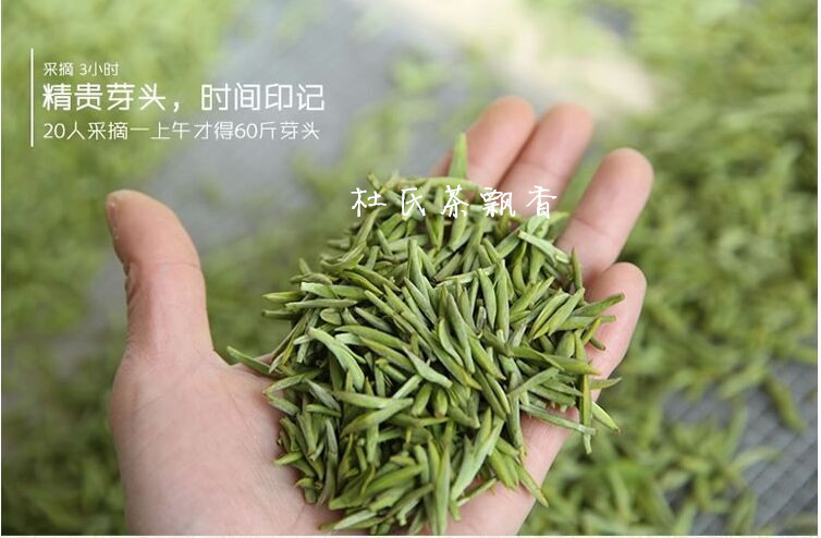 特价信阳毛尖2016新茶茶叶绿茶散装明前雪芽250g礼盒装包邮