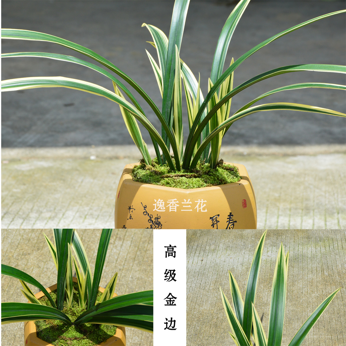 墨兰金边线艺日向兰花苗室内盆栽花卉春兰建兰蕙兰花苞