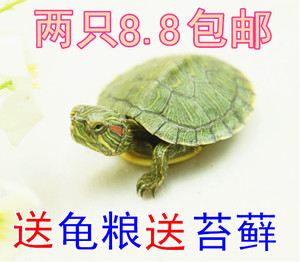小巴西龟苗观赏宠物龟乌龟活体 招财龟红耳水龟巴西彩龟包邮