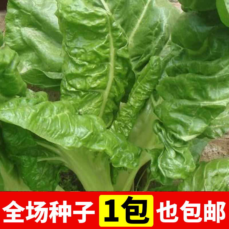 牛皮菜(厚合菜 厚皮菜 莙达菜) 阳台种菜盆栽蔬菜种子 四季菜种子