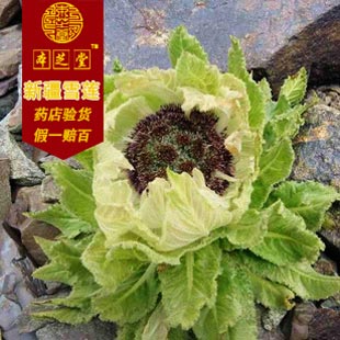 新疆特产特级野生天山雪莲花假一赔十