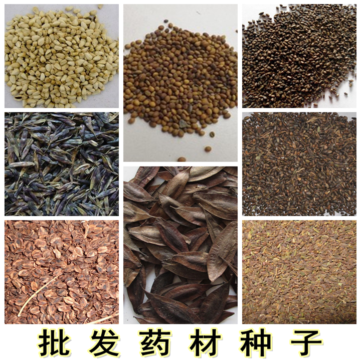 出售中药材种子党参蒲公英黑柴胡当归北苍术玛卡桔梗紫苏黄芪种子