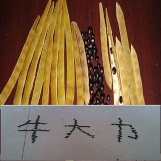 出售牛大力种子 牛大力小苗 牛大力海五1号W1牛大力种籽 全国包邮