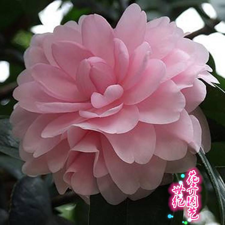 新品种茶花-维吉尼亚乌马克室内外绿植盆栽