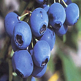 【奥尼尔蓝莓】-最新奥尼尔蓝莓价格、奥尼尔