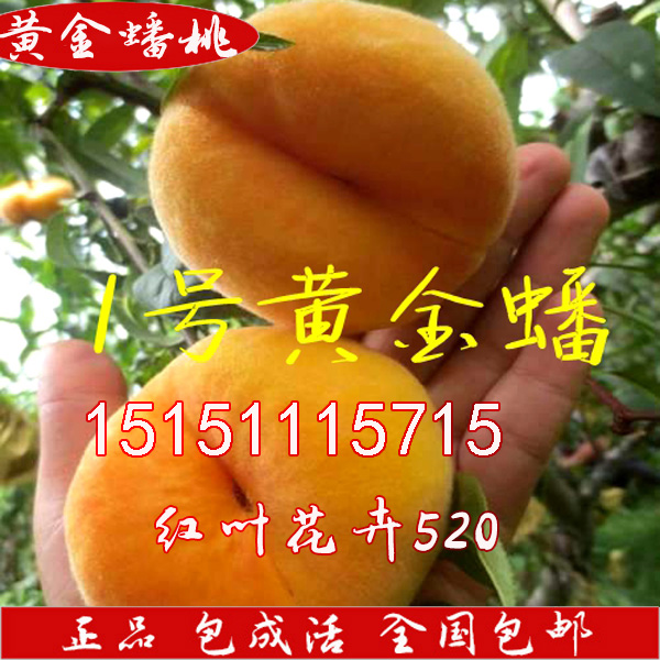 黄金蟠1号桃树苗 黄金蟠桃树苗 8月成熟 单果一斤重 南北方种植