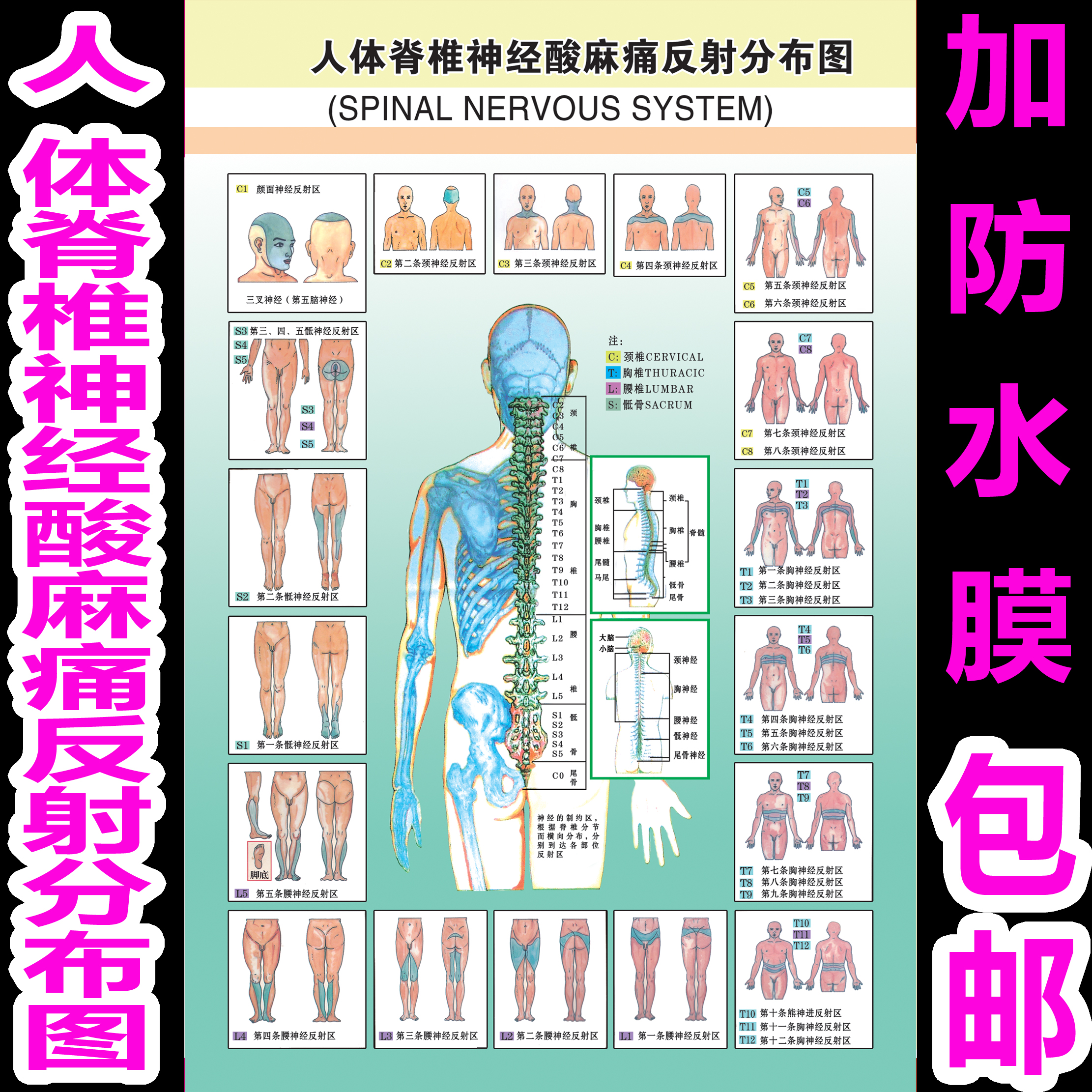 脊柱脊椎全息图海报挂图示意图解参照对照图片墙贴画中医文化展板