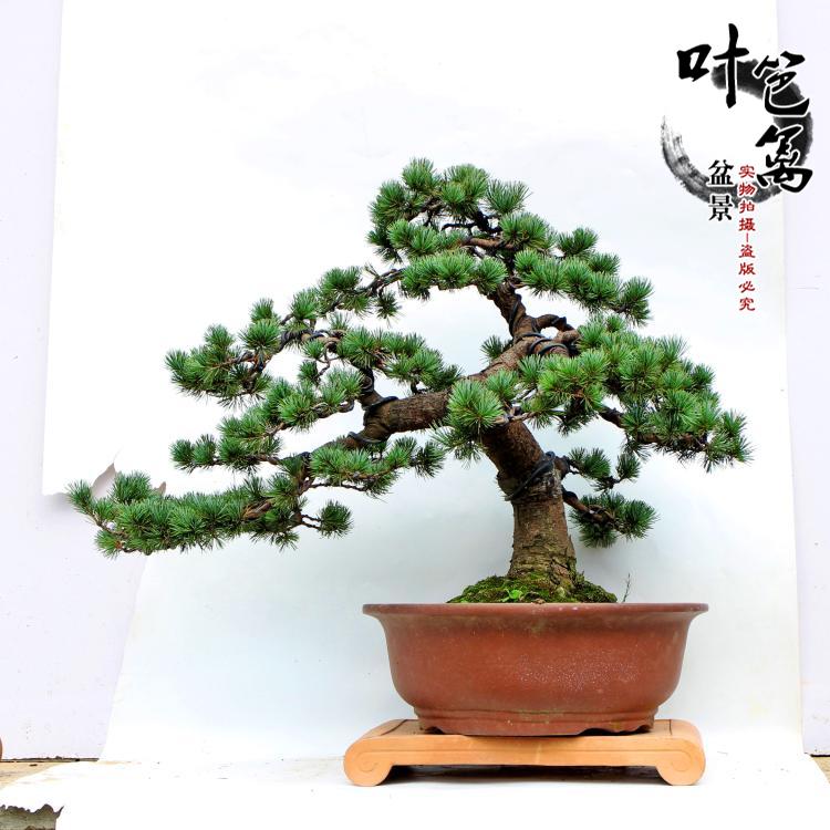 正品[五针松盆景苗5公分]五针松盆景苗评测 那
