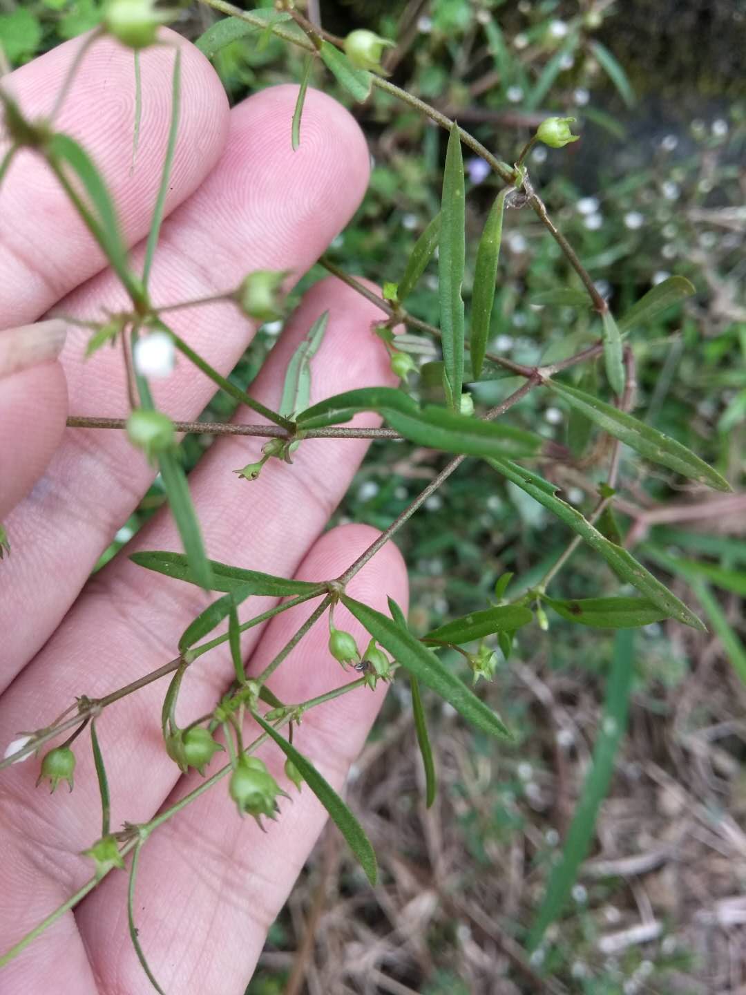 2017野生正品中草药白花蛇舌草250克 羊须草蛇利草蛇总管自采自销