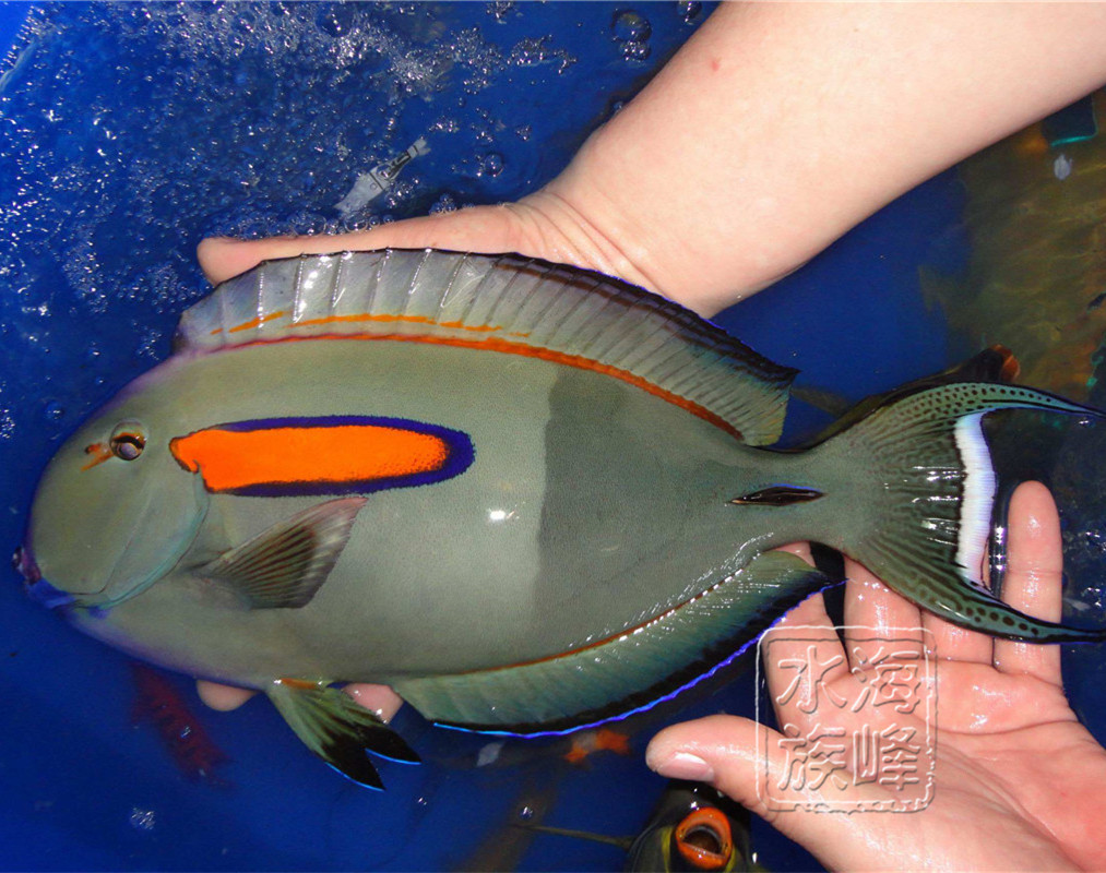 海峰水族 海水鱼 鱼 小丑鱼 海水鱼 活体 一字吊成鱼