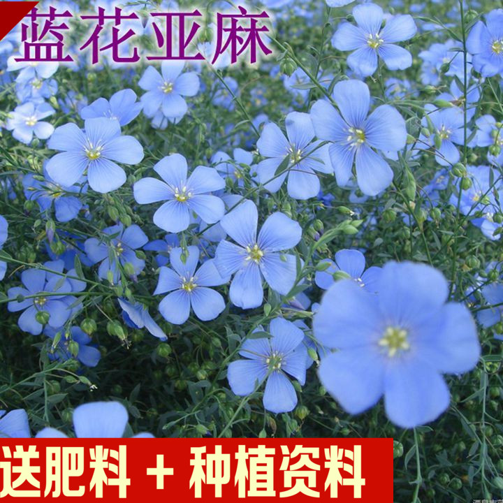 蓝花亚麻 兰花亚麻 红花亚麻景观园林美观 易种植盆栽花卉种子