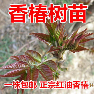 正宗红油香椿树苗果树苗盆栽南北方香椿苗红头芽苗菜阳台蔬菜