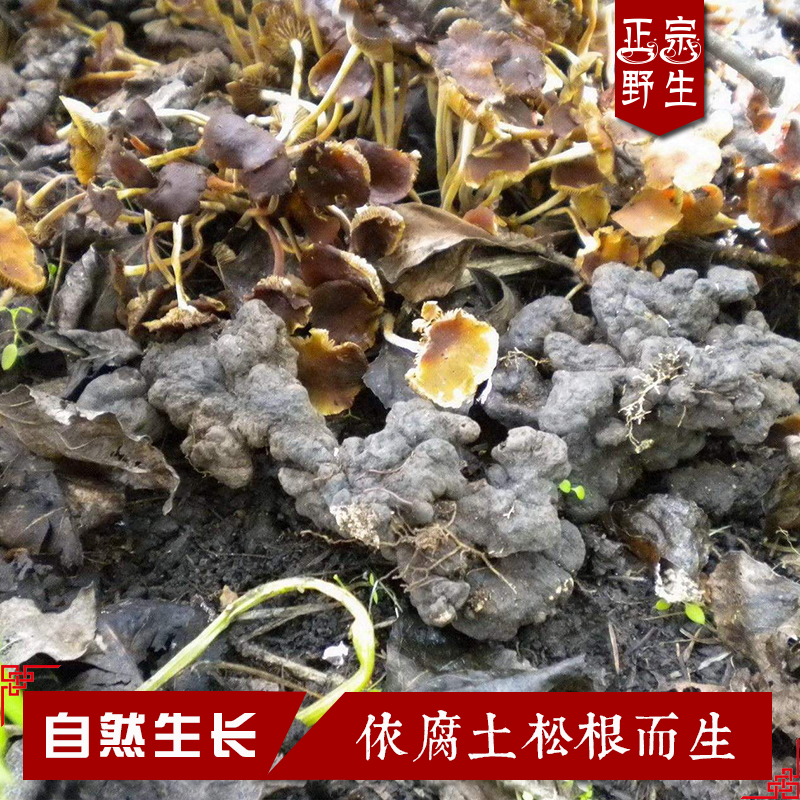 秦岭野生中药材猪苓片 正宗猪屎苓 猪苓汤 纯净货中药材250克包邮