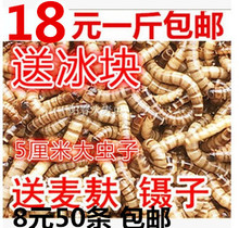 大麦虫活体超级面包虫黄粉虫包存活率 包邮 净重 大麦虫