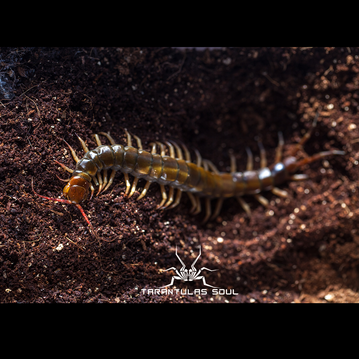 scolopendra subspinipesblack 泰国黑火焰脚 蜈蚣 16