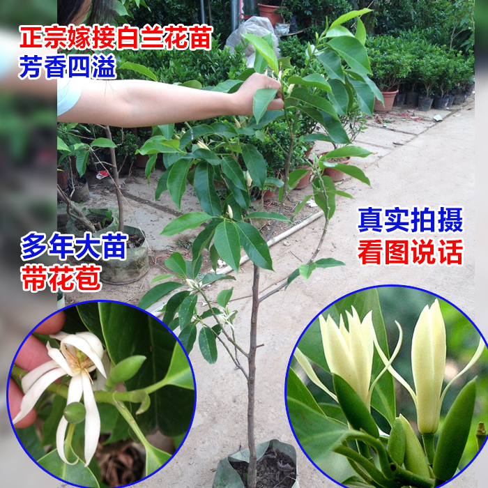 白兰花大苗 浓香花卉白玉兰花树苗盆栽带花苞发货 黄桷兰包邮