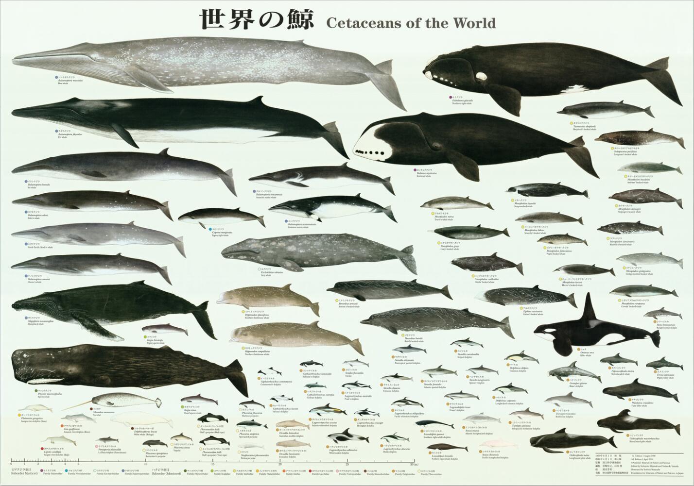 世界鲸鱼海豚图谱挂画壁画无框画装饰画10070尺寸两幅九折包邮