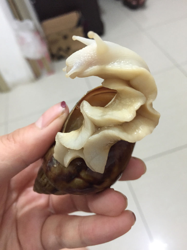 白玉蜗牛活体宠物儿童礼物 教学科普实验用品 包活包邮