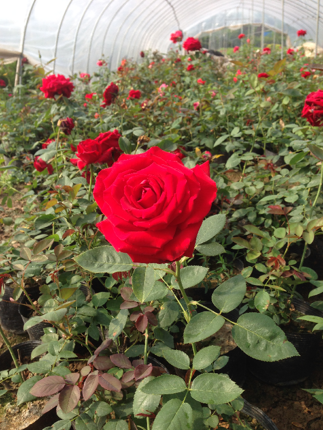 【林肯先生】大花月季花苗浓香型月季花月季小苗花卉绿植盆栽