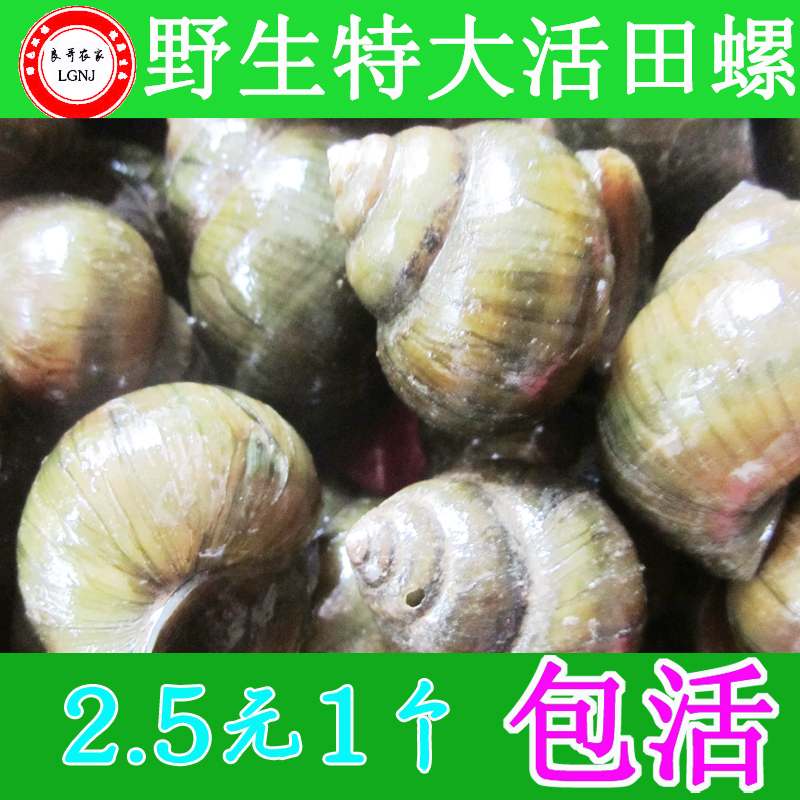 新鲜野生特大活田螺 水族宠物活化水质螺蛳 活体食用螺30个包邮