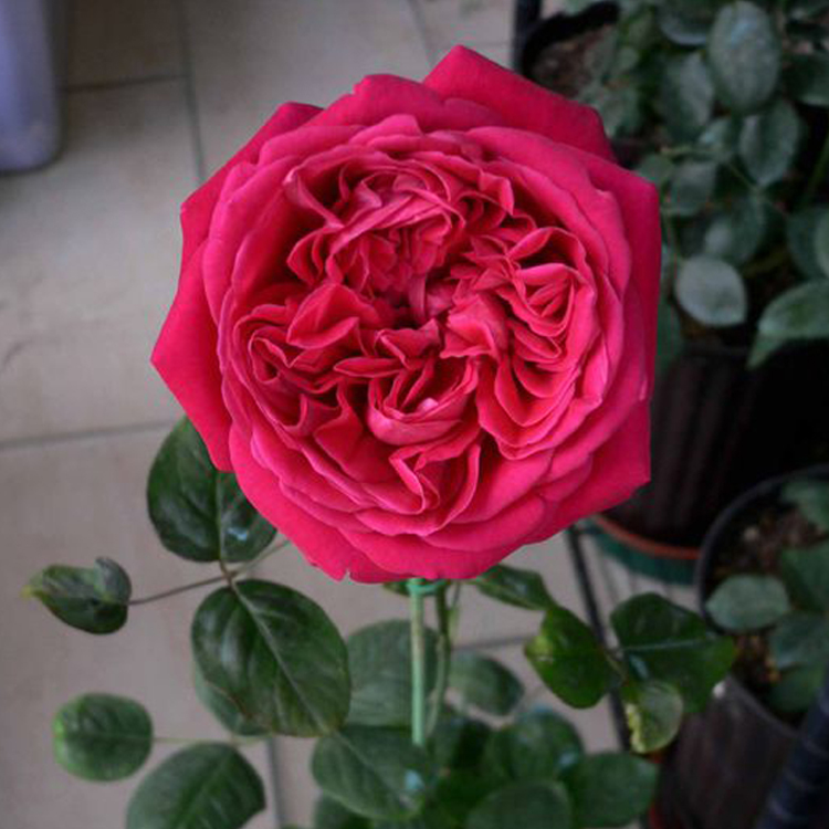 正品[盆栽浓香月季花]浓香型月季花品种评测 十大浓香月季图片_惠惠购物