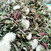 纯天然 带根干货中药材500g 特级蒲公英根 根野生 山区蒲公英茶