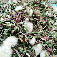 纯天然 带根干货中药材500g 特级蒲公英根 根野生 山区蒲公英茶