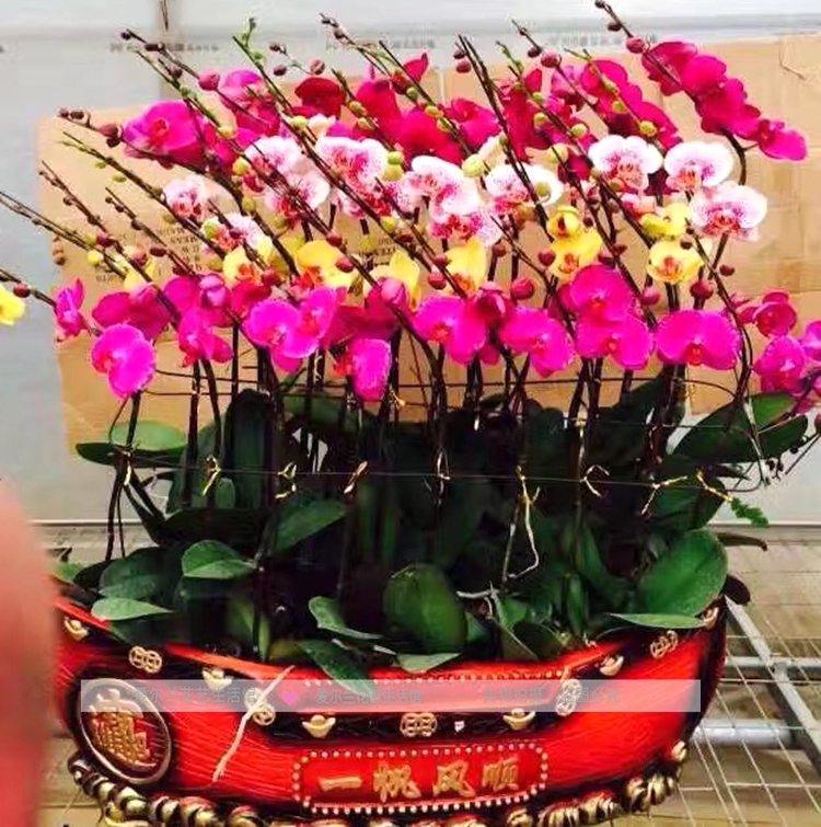 厦门花卉红.粉.黄色蝴蝶兰盆栽送客户朋友公司开业.乔迁新居.盆栽