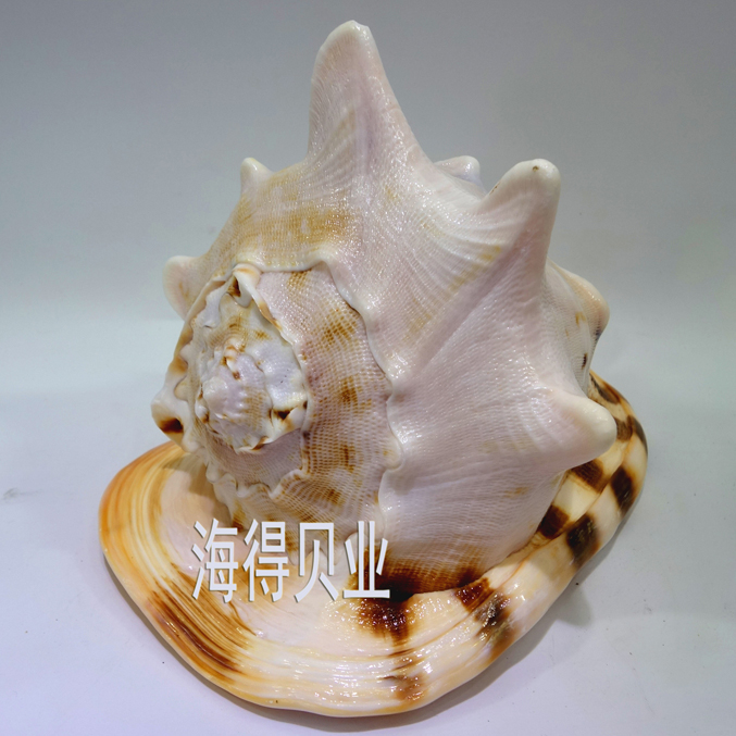 厂家直销四大名螺之一天然海螺天然大贝壳大海螺地中海风格