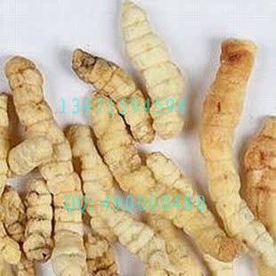 正品天然野生地蚕/草地蚕 草石蚕土冬虫草/白冬虫草/白虫草