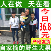 特产黑枸杞 包邮 青海咆竞橐吧黑枸杞大果正宗精装 黑枸杞