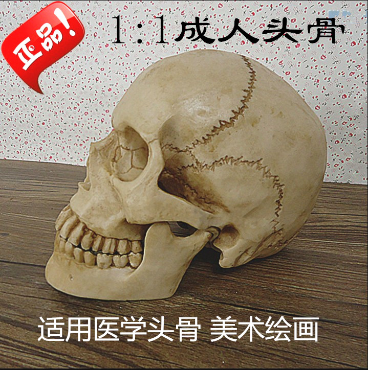 仿真人头骨模型树脂骷髅头医学头骨美术临摹1:1鬼头整蛊摆件包邮
