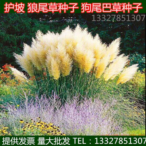 护坡观赏狼尾草种子狗尾巴草种子 猫尾草种子 紫穗羽绒长毛兔尾
