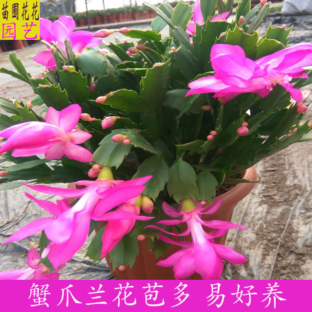 冬季开花蟹爪兰花苗盆栽 花苞多多蟹爪兰花卉 室内多肉植物盆景