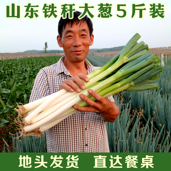 山东特产铁杆大葱5斤去叶长葱净葱农家自产地直销包邮