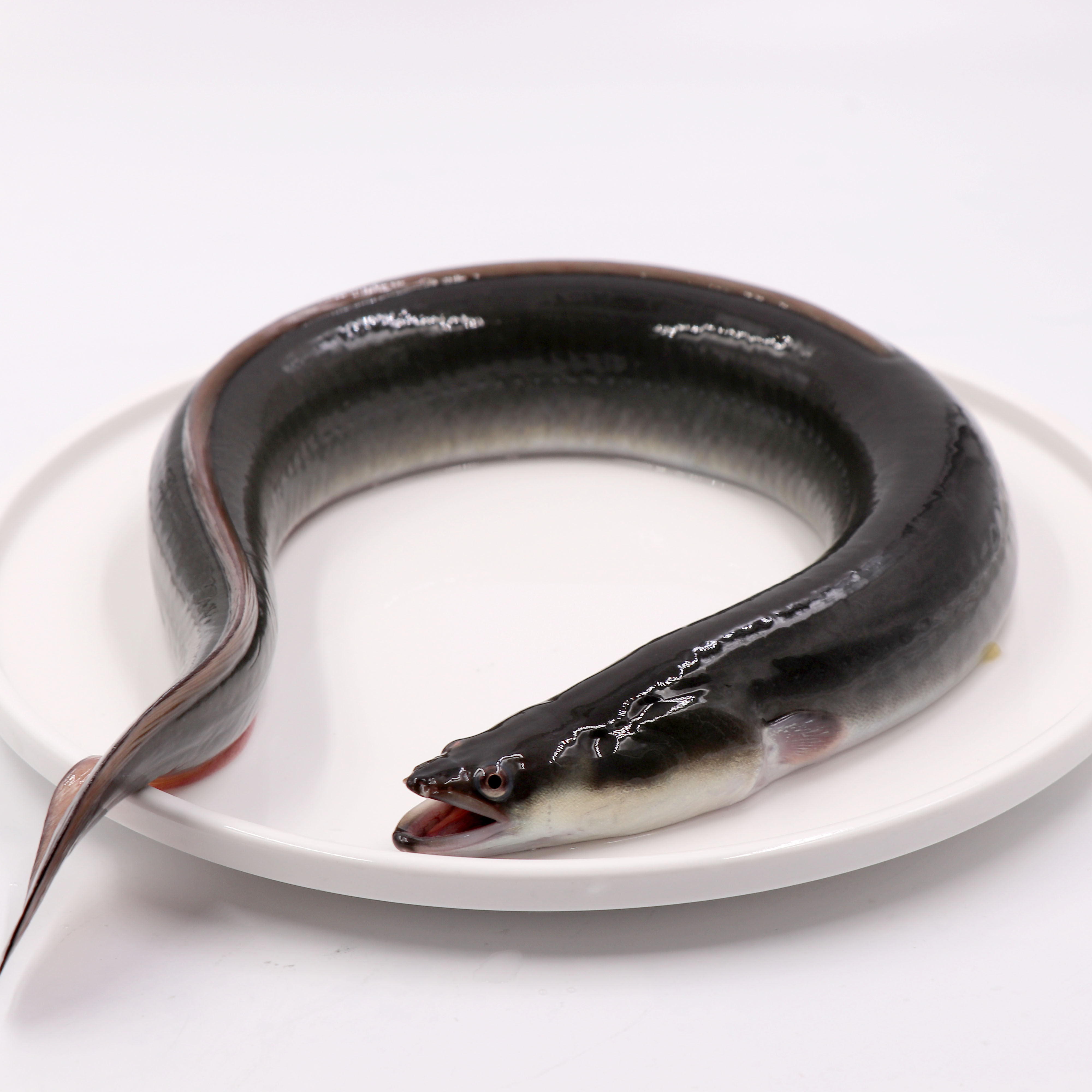 Mutant Yellow Eel | Cleo the eel: Gymnothorax miliaris, muta… | Flickr