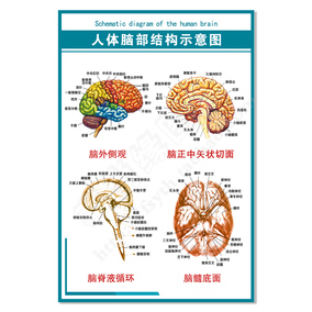 医学大脑解剖挂图 人体脑部结构示意图 pvc高清写真定做海报防水