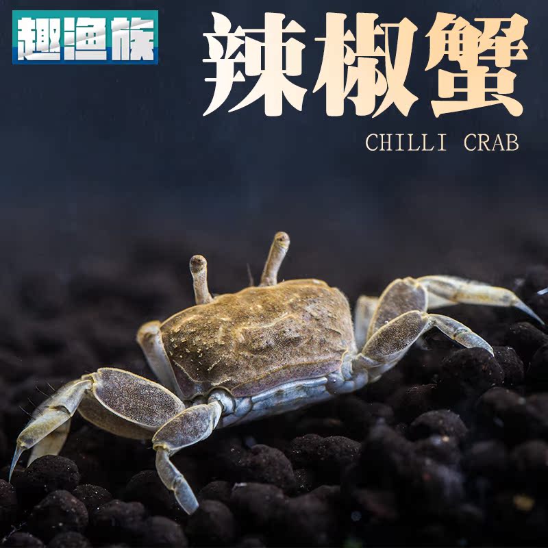 迷你辣椒蟹 深水蟹观赏蟹 草缸吃涡虫除藻包活 淡水宠物螃蟹 活体