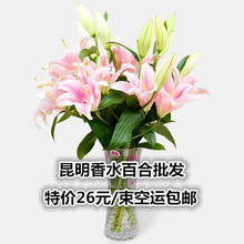 10支空运 招代理 包邮 同城速递香水百合鲜花单头粉26元 百合鲜花