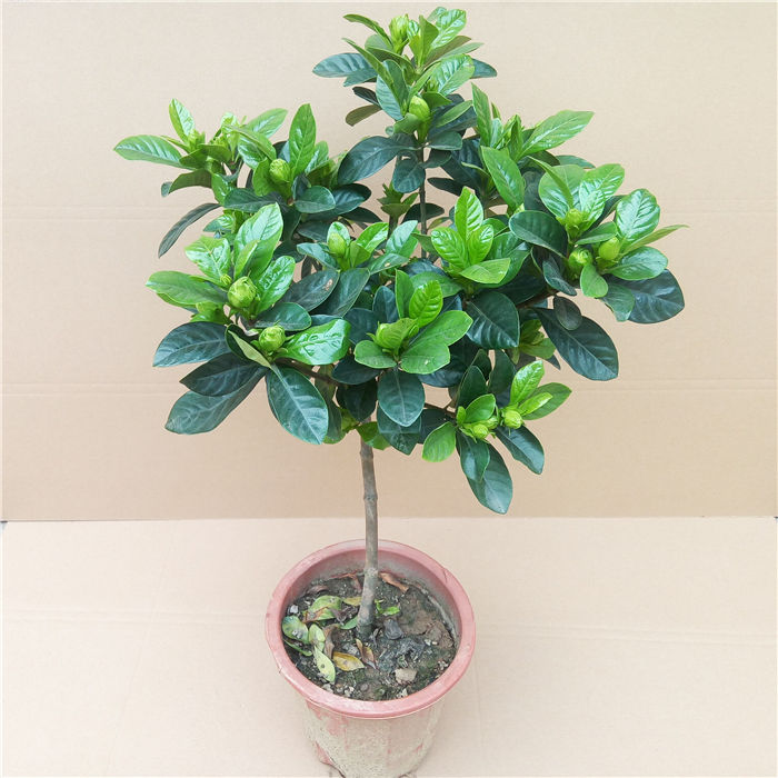 栀子花树